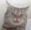 萌宠 猫星人 趁我还没酸 快滚 呆萌 可爱