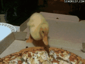 鸭子 可爱 披萨 吃东西