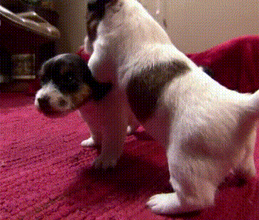搞笑動物 狗狗 可愛 呆萌