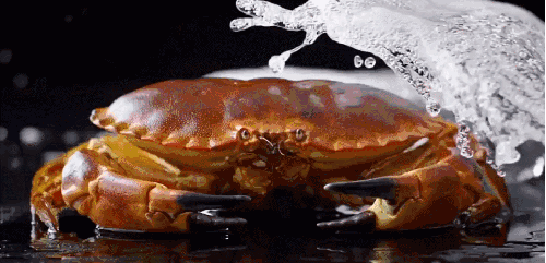 MS&FOODS 冲水 完美视觉冲击 烹饪 螃蟹