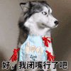 二哈 闭嘴 搞笑 可爱
