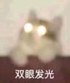 萌宠 猫星人 双眼发光 好奇 呆萌 可爱