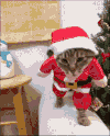 小猫 行走 扭动 衣服