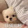 萌宠 汪星人 旺铺招租 害羞 呆萌 可爱