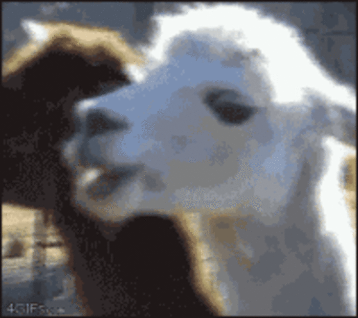 羊驼 睁眼 可爱 动物