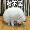 猫 喵星人 铲屎官 猫咪