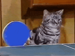 猫 乒乓球