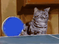 猫 乒乓球