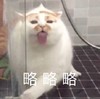 萌宠 猫星人 略略略 嫌弃 呆萌 可爱