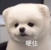 萌宠 汪星人 哽住 无奈 呆萌 可爱