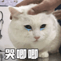 哭唧唧 猫