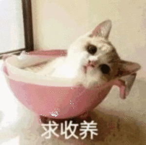 猫咪 躺在盆里 洗澡 求收养 可爱