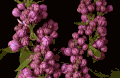 植物 花卉 美丽 紫色 自然 绽放