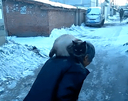 猫咪 冬天 雪地 老人 温暖