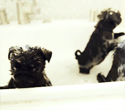 哈巴狗 pug 洗澡 搞笑