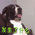 懵 发生了什么