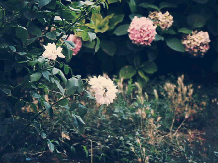 Cinemagraph 花朵 植物 自然风景