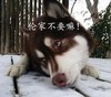 狗狗 眼神 趴地上 伦家不要嘛