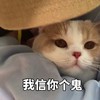 萌宠 喵星人 我信你个鬼 不相信 搞怪 逗