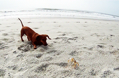 螃蟹 小狗 沙滩 摇尾巴