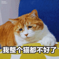 我整个猫 都不好了 猫咪 喵星人 搞笑 生无可恋 斗图