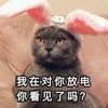 萌宠 喵星人 我在对你放电 看见我了吗 呆萌 可爱