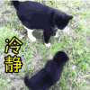 斗图 喵星人 冷静