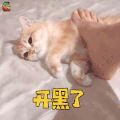 萌宠 猫 开黑了 王者荣耀 soogif soogif出品