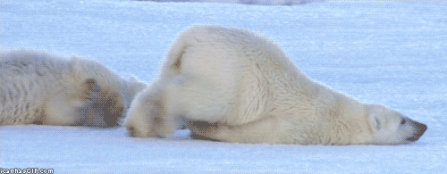 北极熊 搞笑 可爱 动物