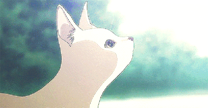 美图 猫咪 白猫 可爱