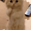 喵星人 祈求 作揖 萌 可爱 拜托 小奶猫