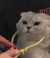 猫咪萌宠 瘦脸 按摩 享受
