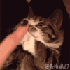 爱你 喵星人 萌星人 猫咪