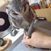 猫头鹰 可爱 站立  视频