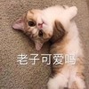 萌宠 猫星人 老子可爱吗 卖萌 呆萌 逗