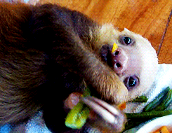 树懒 sloth 咀嚼