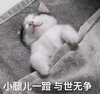 萌宠 猫星人 小腿一蹬 与世无争 搞怪 呆萌