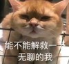 萌宠 猫星人 能不能解救一下 无聊的我 呆萌 逗