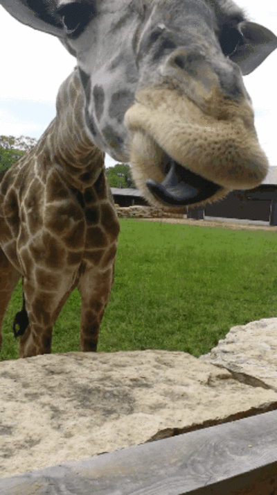 长颈鹿 舌头 舔 挑逗 搞笑 giraffe