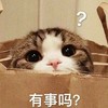 萌宠 喵星人 有事吗 找我干嘛 呆萌 可爱