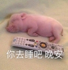 萌宠 喵星人 晚安 睡觉了 呆萌 可爱