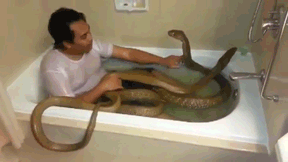 蛇 害怕 洗澡 亲吻