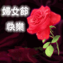 38 妇女节 玫瑰