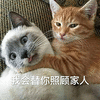 萌宠 猫咪 猫 喵星人 掐死你 我会替你照顾家人 生气 斗图