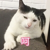 萌宠 猫星人 呵呵 嫌弃 呆萌 可爱