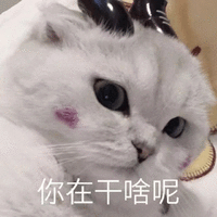 萌宠 猫星人 你在干啥呢 无奈 呆萌 可爱