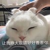 萌宠 猫星人 让我睁大眼好好看看你 看清你 搞怪 逗