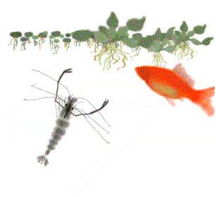 卡通 虾 绿草 红鲤鱼