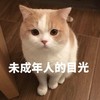 萌宠 猫星人 未成年人的目光 盯着 搞怪 可爱