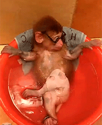 小猴子 洗澡 悠闲 搞笑